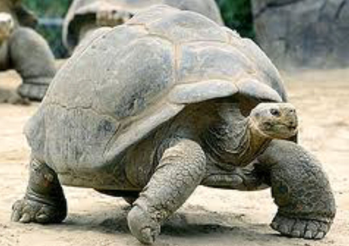 tortoise dull one 